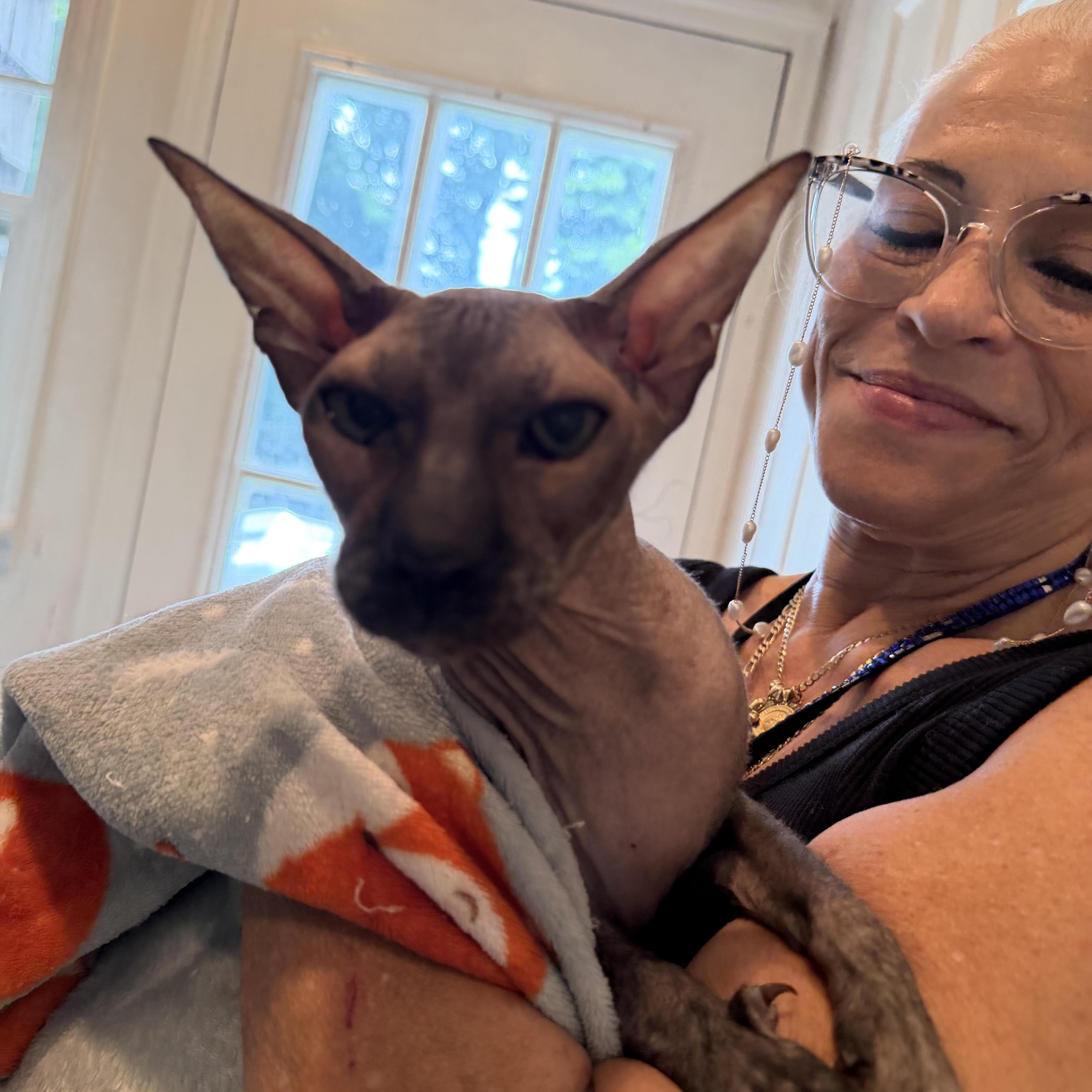 An adult small-sized male Sphynx / Hairless Cat cat named Anubis for adoption in Syosset, NY