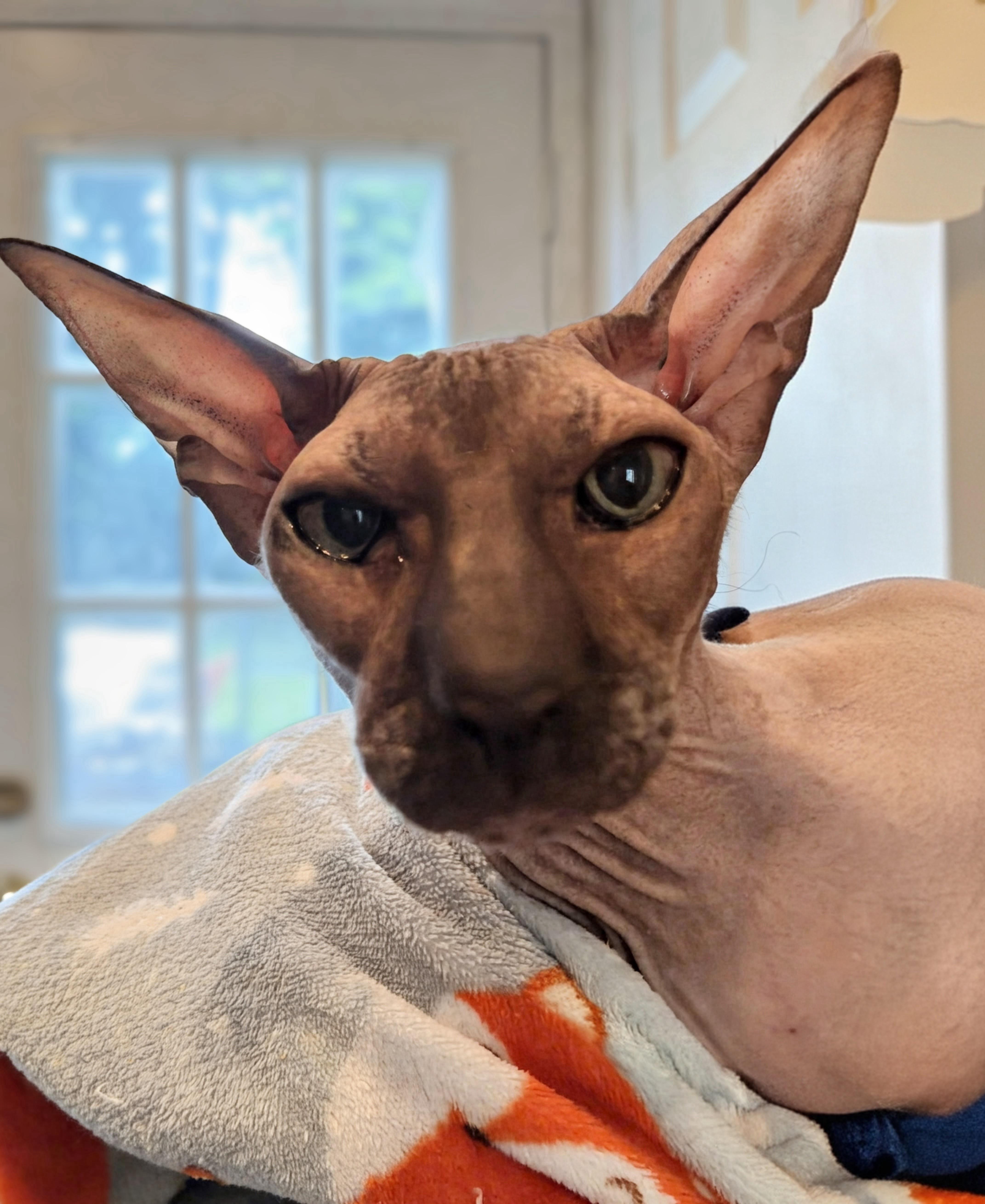 Anubis thumbnail 2