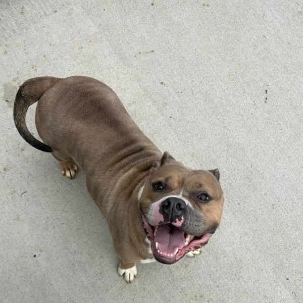 An adult medium-sized female Pit Bull Terrier dog named Princess for adoption in Des Moines, IA