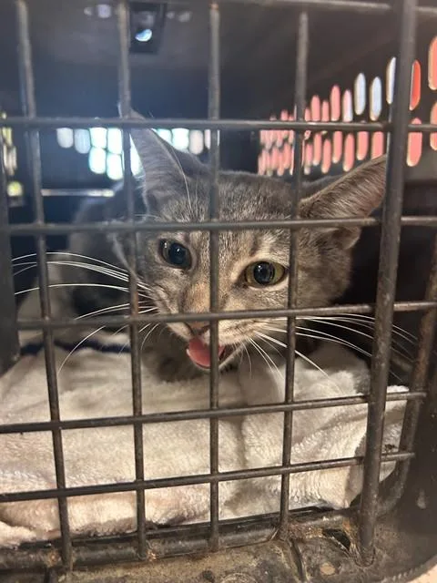 A young small-sized female Domestic Short Hair cat named A for adoption in Louisville, KY