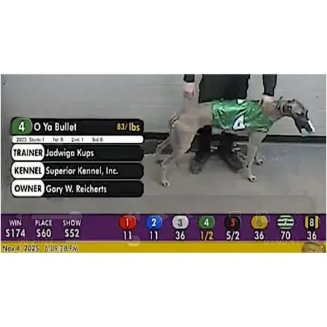 An adult large-sized male Greyhound dog named O Ya Bullet for adoption in Tarpon Springs, FL