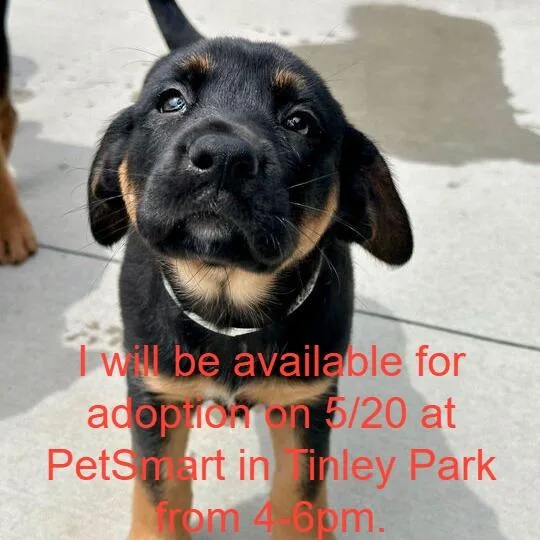 A baby small-sized female Black Mixed Breed dog named Stardust for adoption in Matteson, IL