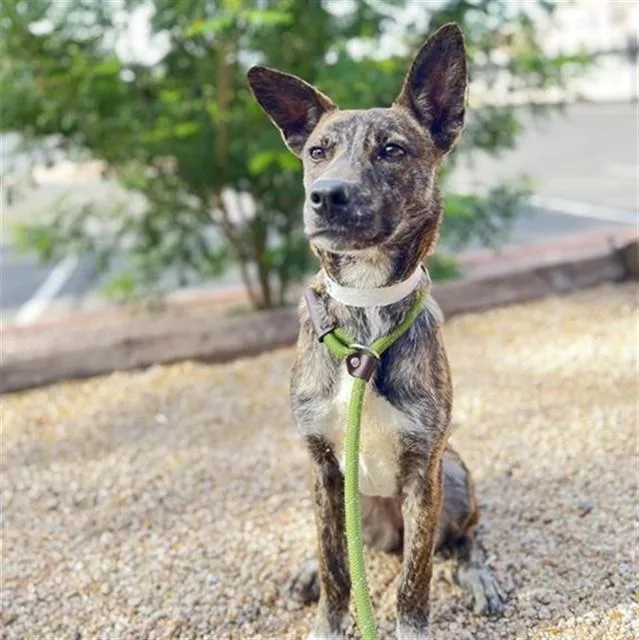 A young small-sized female German Shepherd Dog dog named Cappupccino for adoption in Mesa, AZ