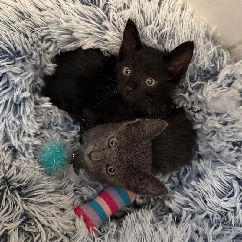 A baby small-sized male Black Domestic Short Hair cat named Edward Cullen for adoption in Roselle, IL