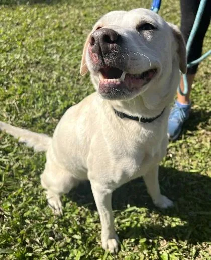 An adult medium-sized female Labrador Retriever dog named Stuffing for adoption in Palm Coast, FL