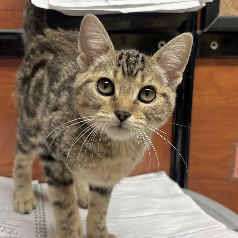 A baby medium-sized female Domestic Short Hair cat named Curli for adoption in Sonora, CA