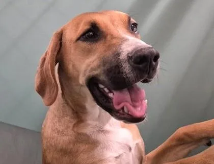A young medium-sized male Red / Chestnut / Orange Hound dog named Boone for adoption in Butte, MT