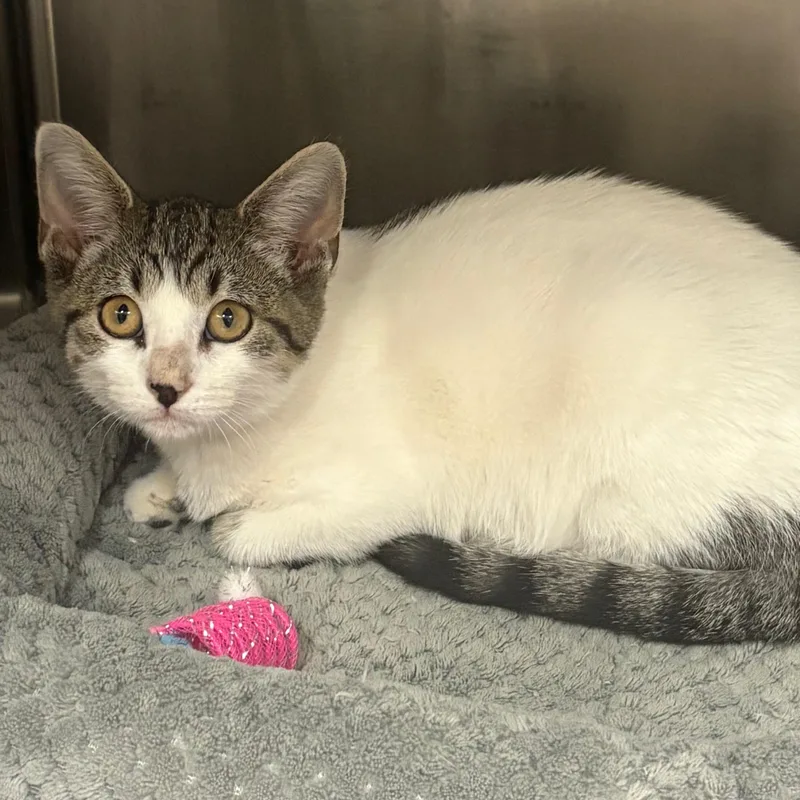 A baby medium-sized male Domestic Short Hair cat named Peanut for adoption in Godfrey, IL