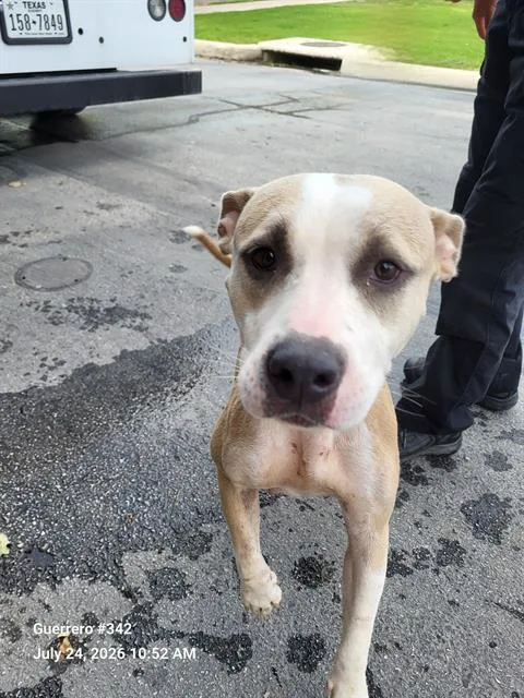 A young medium-sized female American Staffordshire Terrier dog named Unica for adoption in San Antonio, TX