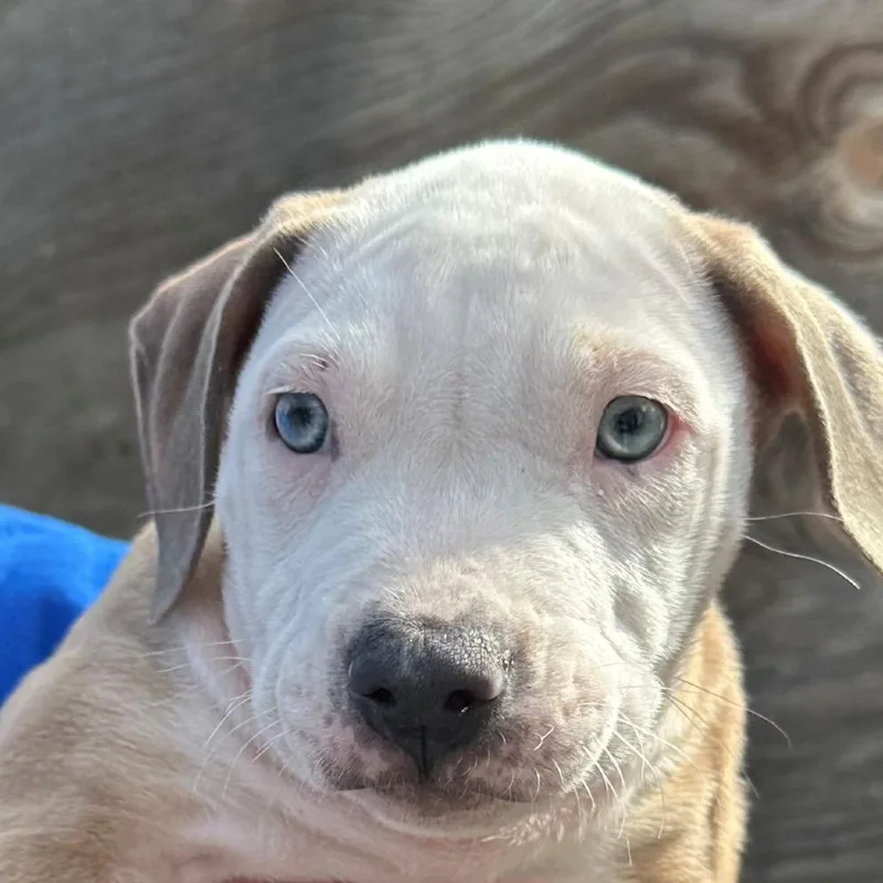 An adult medium-sized male Brown / Chocolate Pit Bull Terrier dog named Milo for adoption in Hawthorne, CA