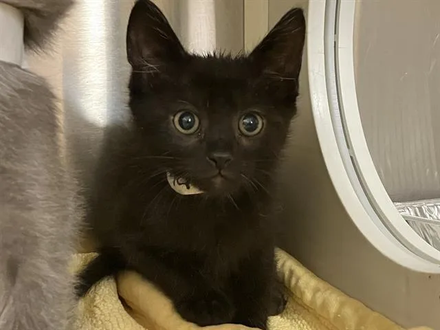 A baby small-sized male Domestic Long Hair cat named Ninja for adoption in Tustin, CA