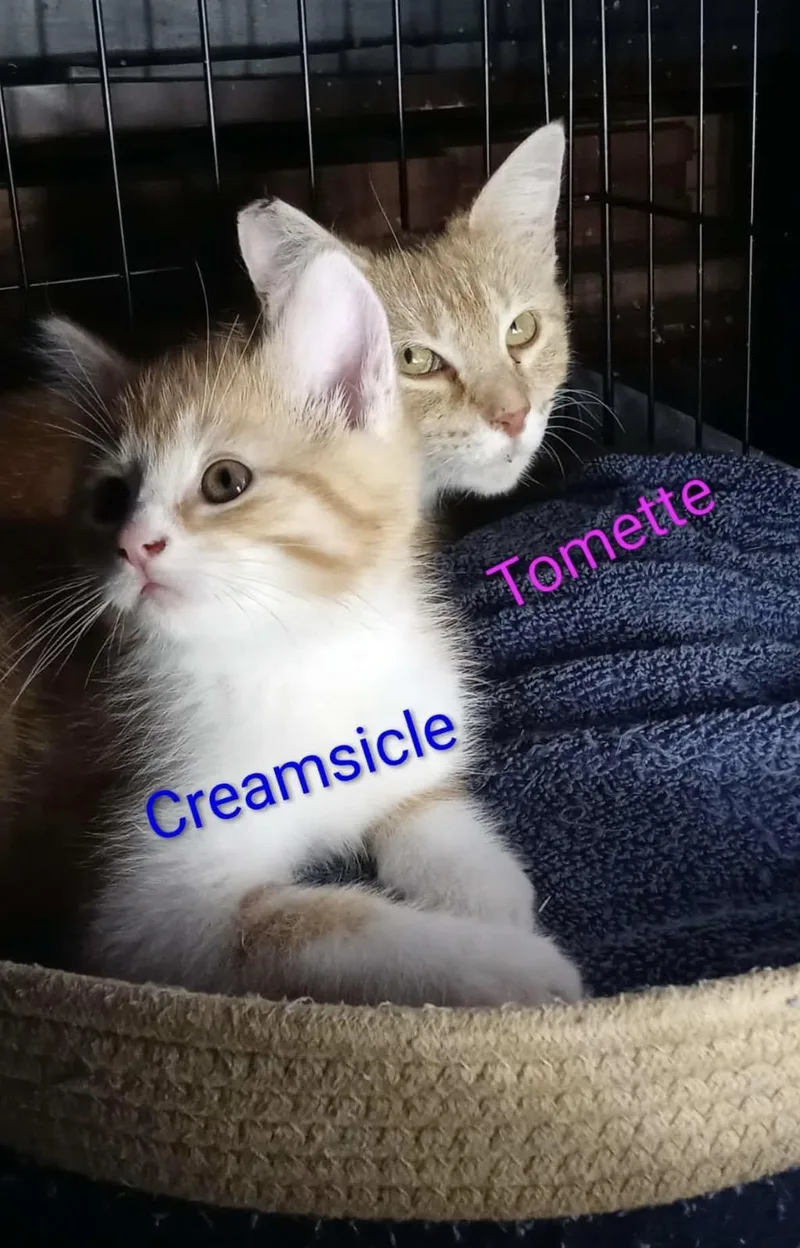 A baby medium-sized male Orange & White Domestic Short Hair cat named Creamsicle for adoption in Findlay, OH