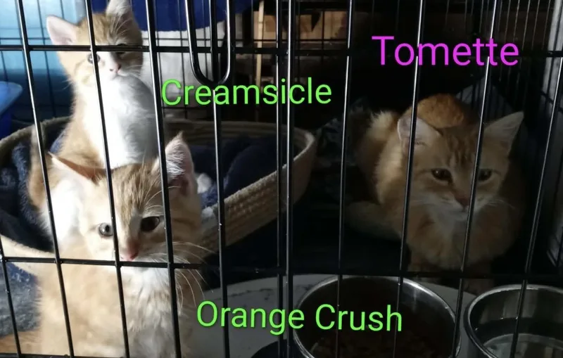 Creamsicle thumbnail 2