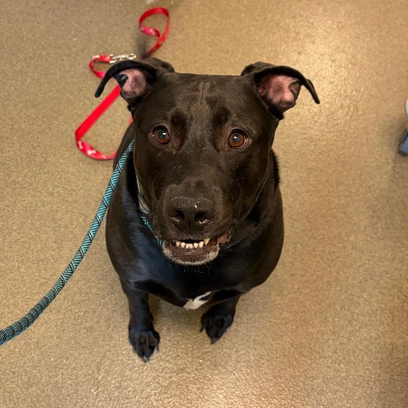 Oliver Todd thumbnail 2