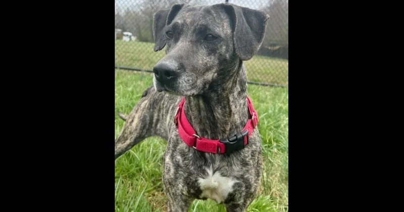 Maribelle thumbnail 3