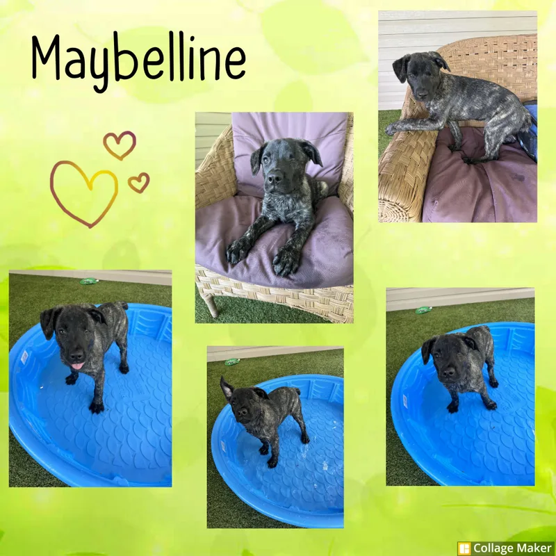 Maybelline