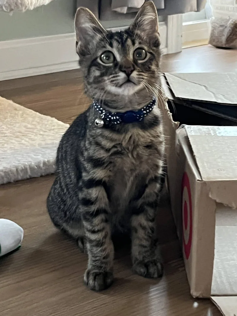 A baby small-sized male American Shorthair cat named Grimlin for adoption in Rochester, NY