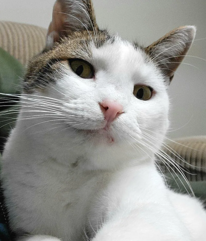 Primrose thumbnail 2