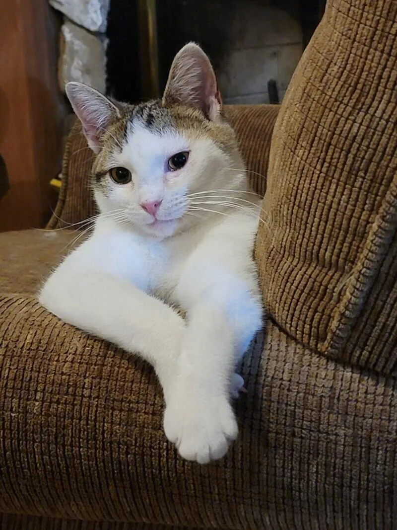 Primrose thumbnail 3