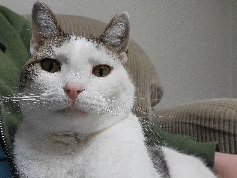 Primrose thumbnail 4