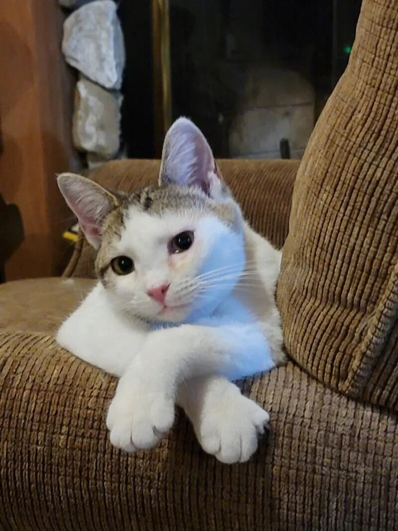 Primrose thumbnail 5