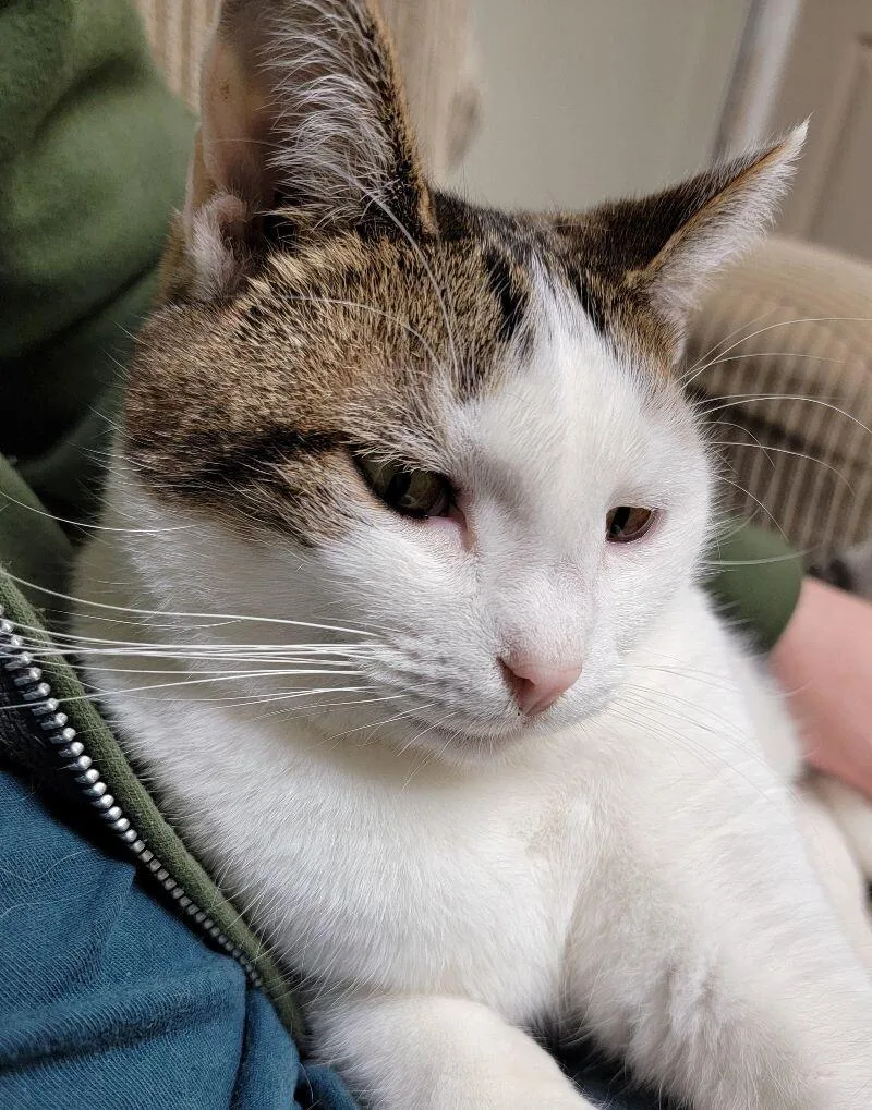 Primrose thumbnail 6