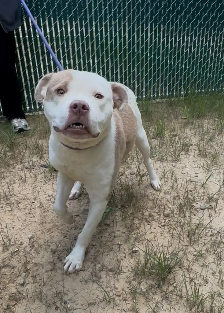 A young large-sized female Pit Bull Terrier dog named Charlie for adoption in Chillicothe, OH