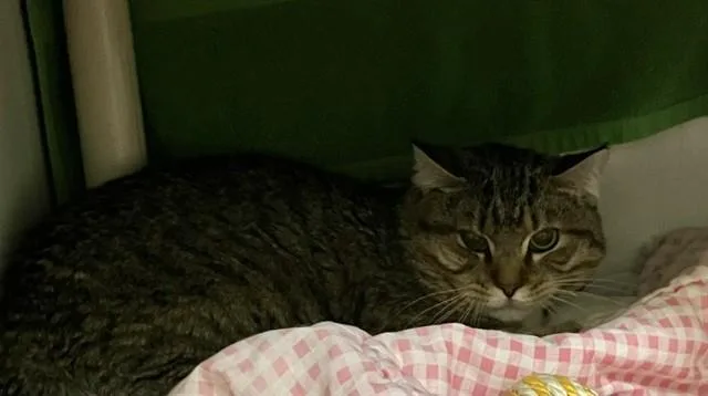 Merlin