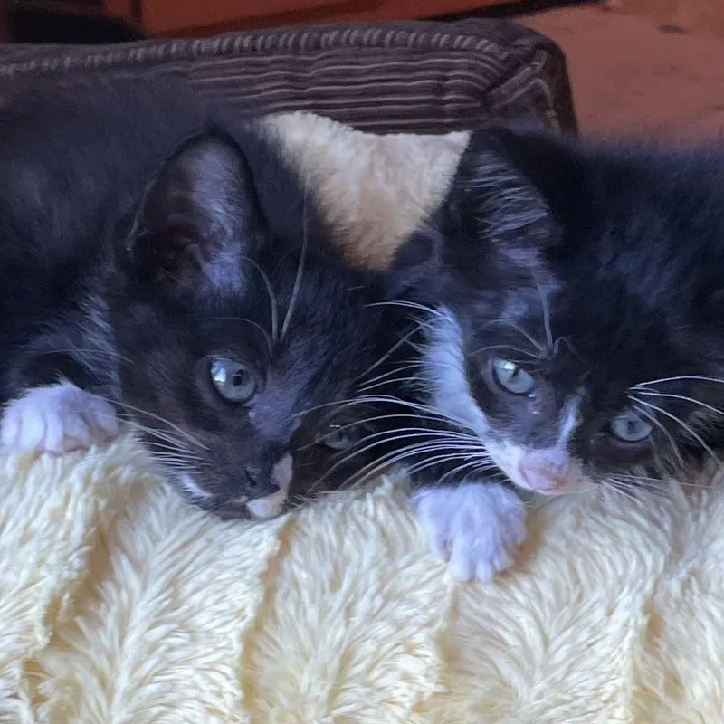 A baby small-sized male Black & White / Tuxedo Domestic Short Hair cat named Bandit for adoption in Mineral Point, WI