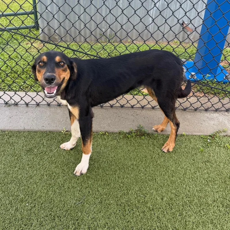A young medium-sized female Black Hound dog named Lila for adoption in Bryan, TX