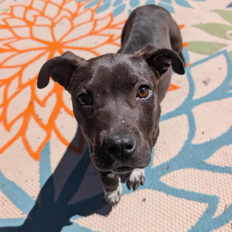 Mint Chip thumbnail 3