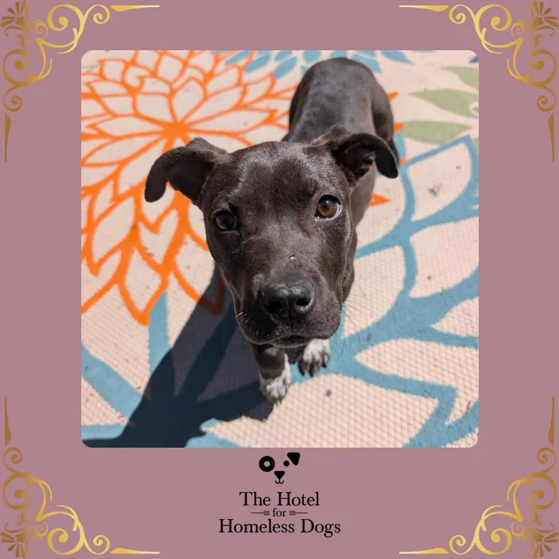 A baby medium-sized female Brown / Chocolate Labrador Retriever dog named Mint Chip for adoption in Cumberland, RI