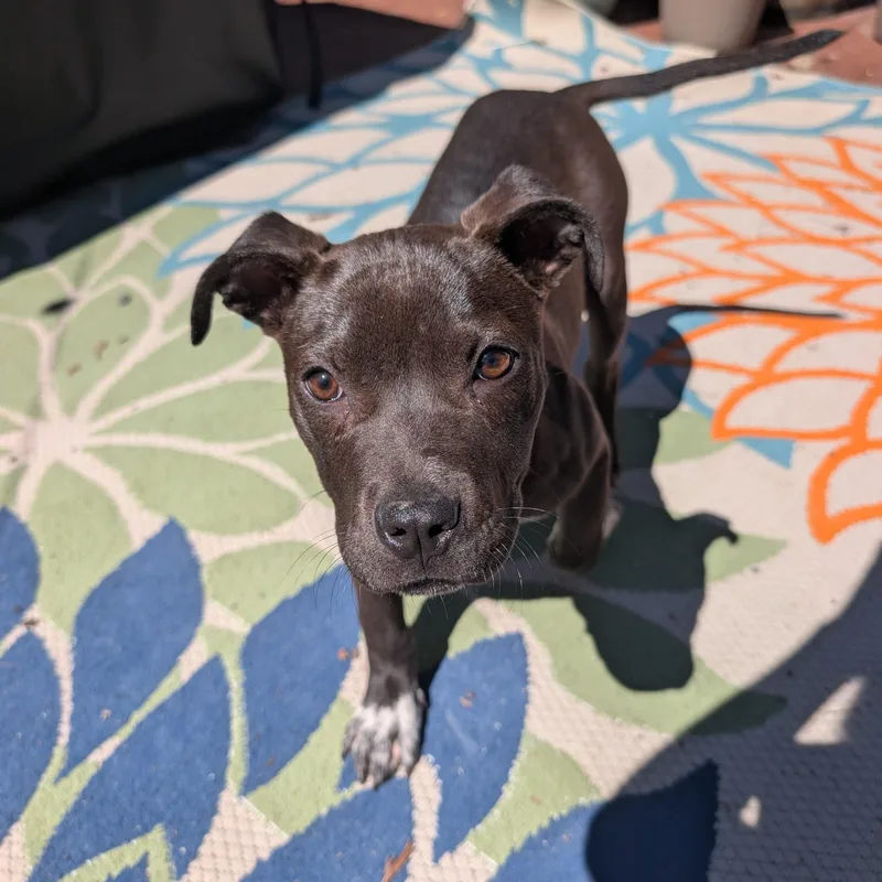 Mint Chip thumbnail 4