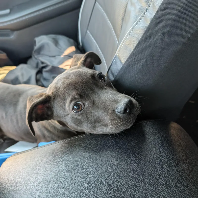 Mint Chip thumbnail 5