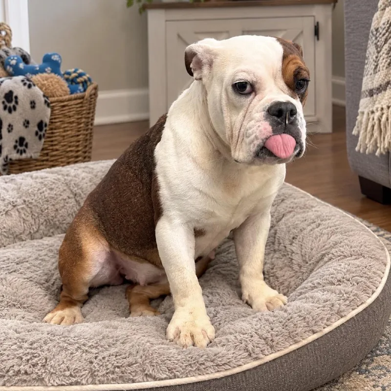 A young medium-sized female White / Cream English Bulldog dog named Nola for adoption in Baton Rouge, LA