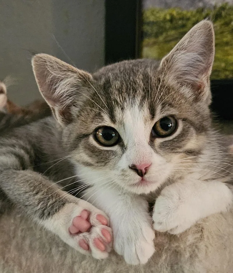 A young medium-sized female Tabby (Gray / Blue / Silver) Domestic Short Hair cat named Rose for adoption in Washburn, WI