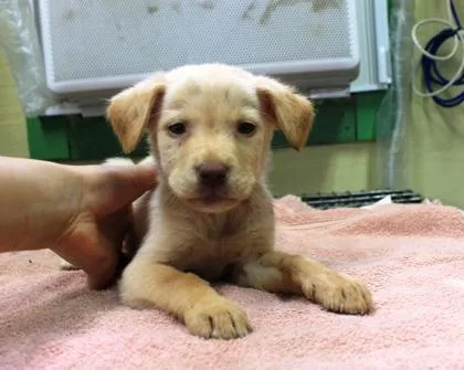 A baby large-sized male Labrador Retriever dog named Cash for adoption in Picayune, MS