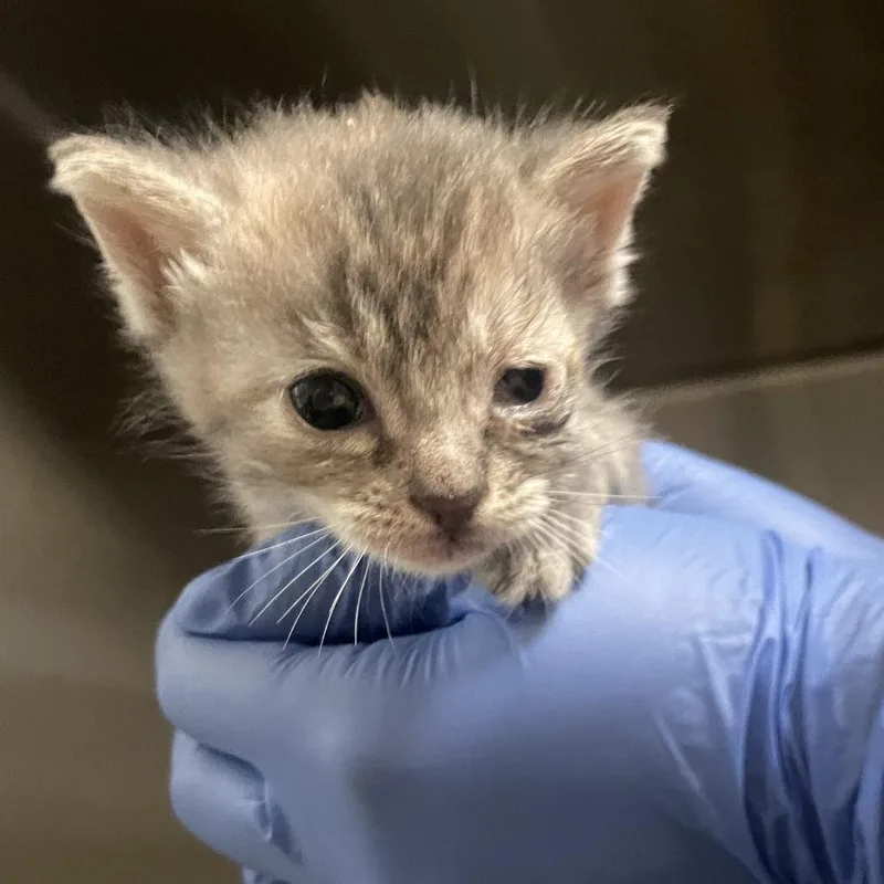 A baby small-sized female Gray / Blue / Silver Domestic Short Hair cat named Ann for adoption in Lynchburg, VA