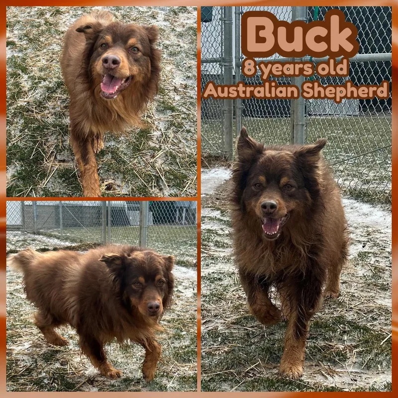A senior medium-sized male Brown / Chocolate Australian Shepherd dog named Buck for adoption in Franklin, IN