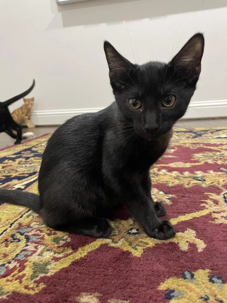 A baby small-sized female Domestic Short Hair cat named Callaway for adoption in Dallas, TX