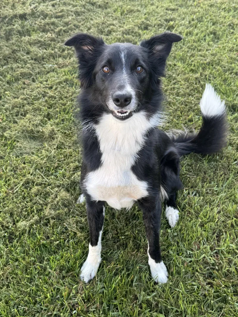 A young medium-sized female Border Collie dog named Oreo for adoption in Lancaster, PA