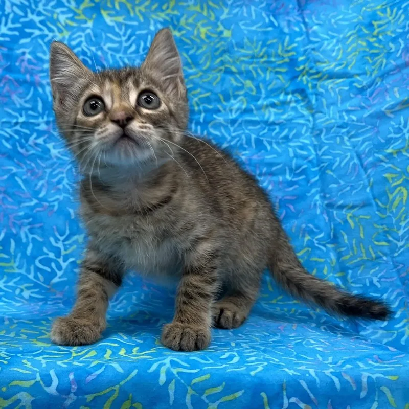 A baby small-sized female Torbie Domestic Short Hair cat named Chevy for adoption in Folsom, LA