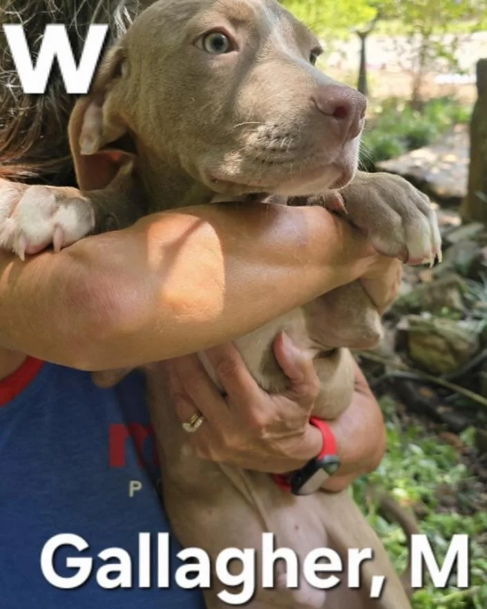 A baby medium-sized male Yellow / Tan / Blond / Fawn Mixed Breed dog named Gallagher for adoption in Parma, OH