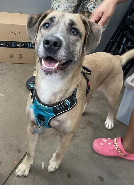An adult large-sized male Mixed Breed dog named Shiloh for adoption in Dallas, TX
