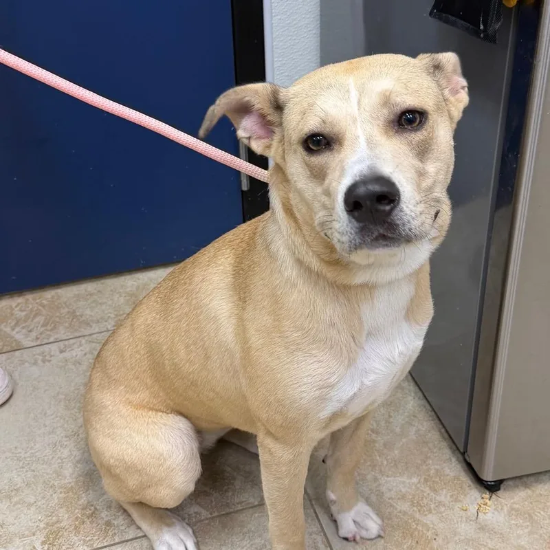 A young medium-sized female Mixed Breed dog named Comet for adoption in Galveston, TX