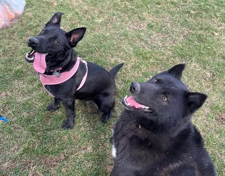 An adult medium-sized female Black Cattle Dog dog named Morticia for adoption in Harvard, IL
