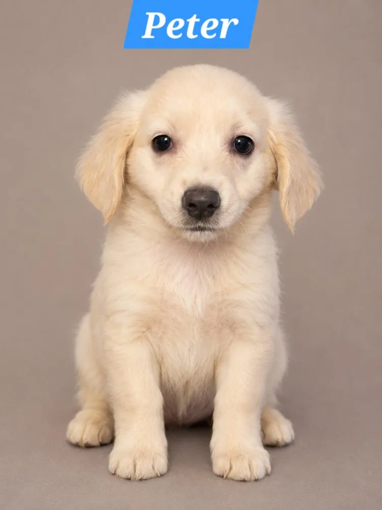 A baby medium-sized male Dachshund dog named Brady Bunch Peter for adoption in Oakland, MI