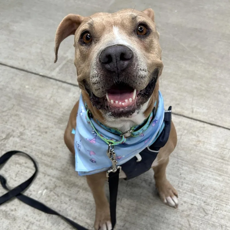An adult medium-sized female Apricot / Beige Pit Bull Terrier dog named Kaya for adoption in Las Vegas, NV
