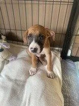 A baby medium-sized male Boxer dog named Bryce for adoption in Newport, KY