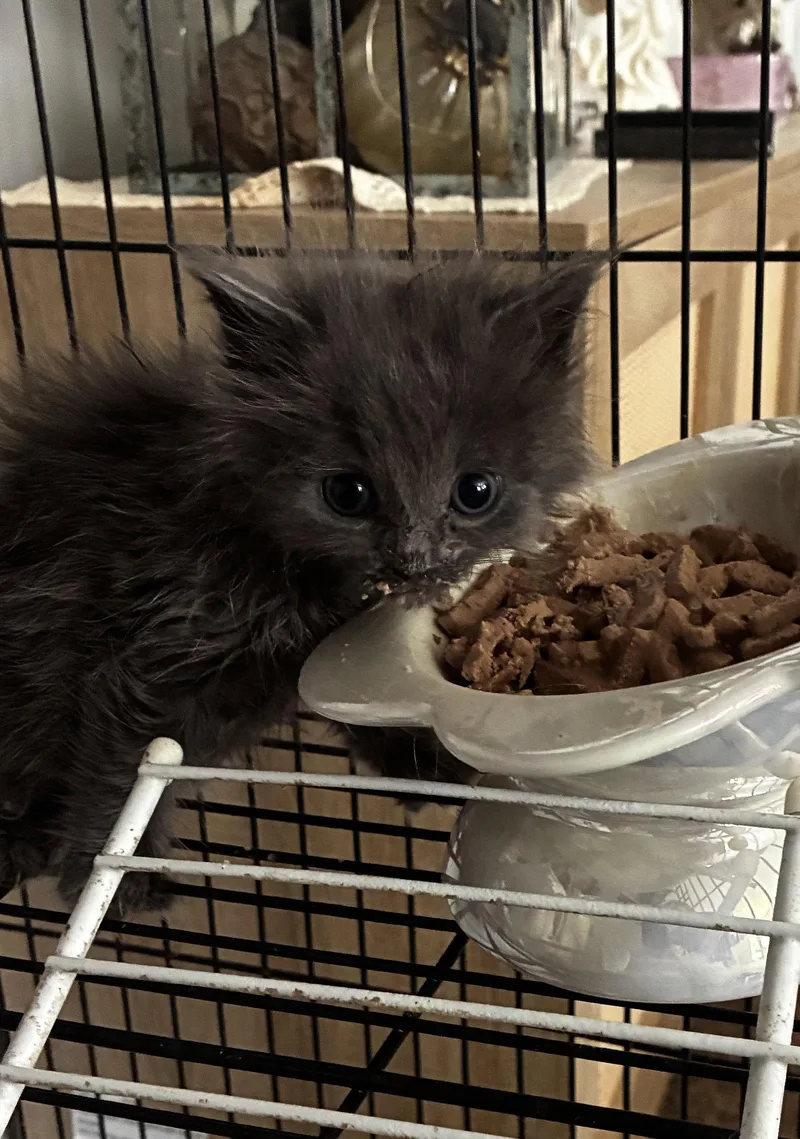 A young medium-sized female Domestic Medium Hair cat named Nina for adoption in Cuyahoga Falls, OH